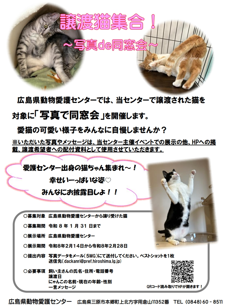 譲渡猫集合！