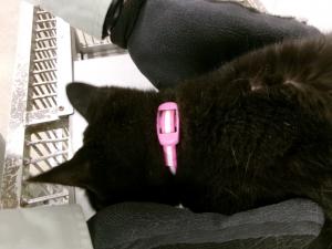 迷い猫　ピンク色の首輪