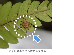 マダニ写真