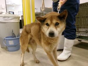 管理番号：1HD20250366