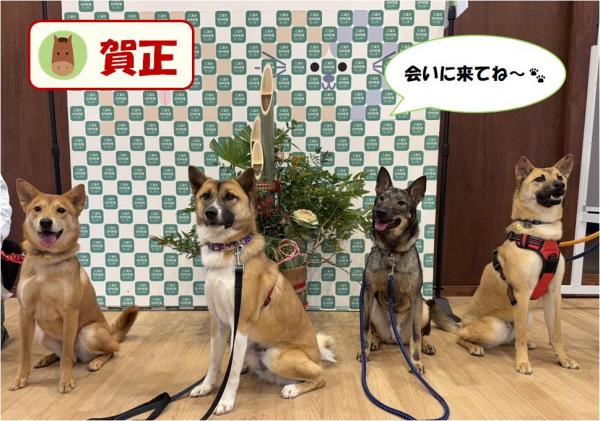 門松とモデル犬たち
