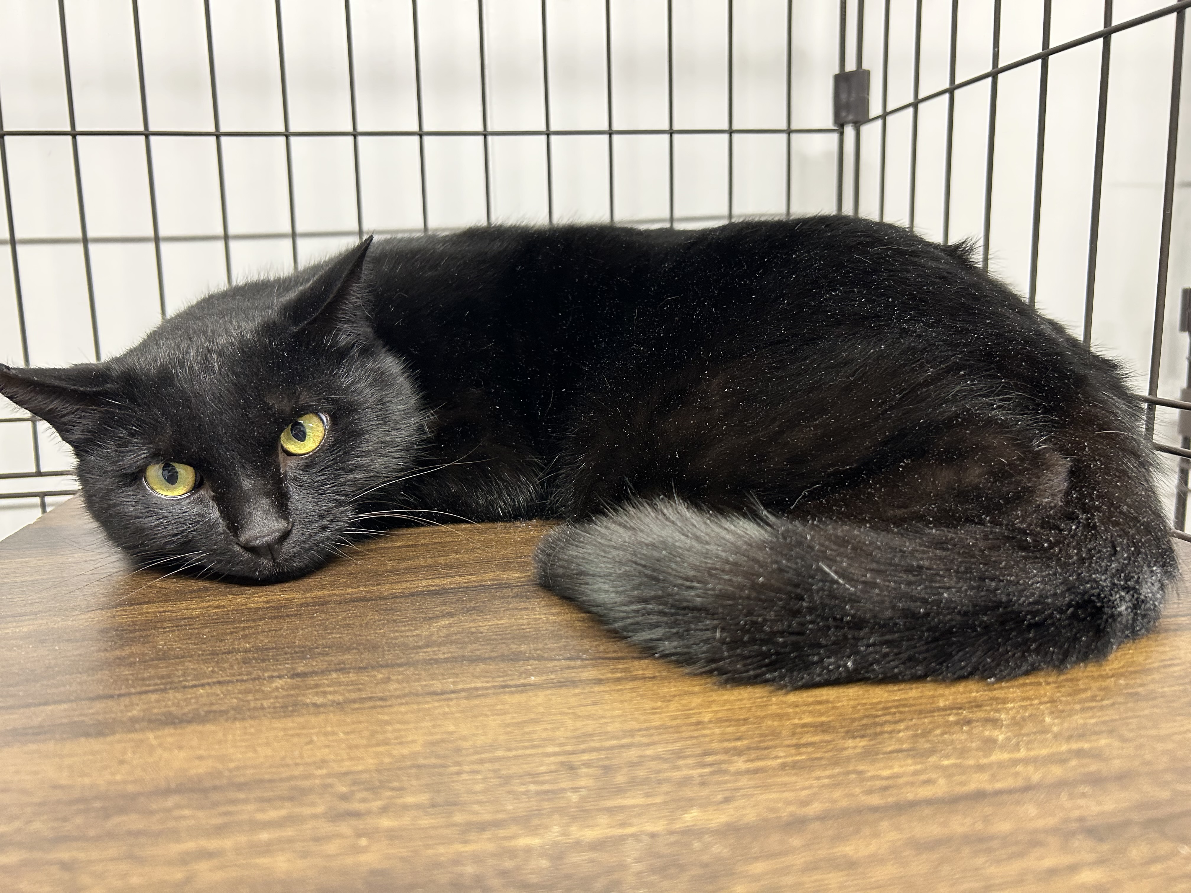 管理番号:1HN20250243