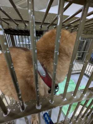 管理番号・1HD20250417（首輪）