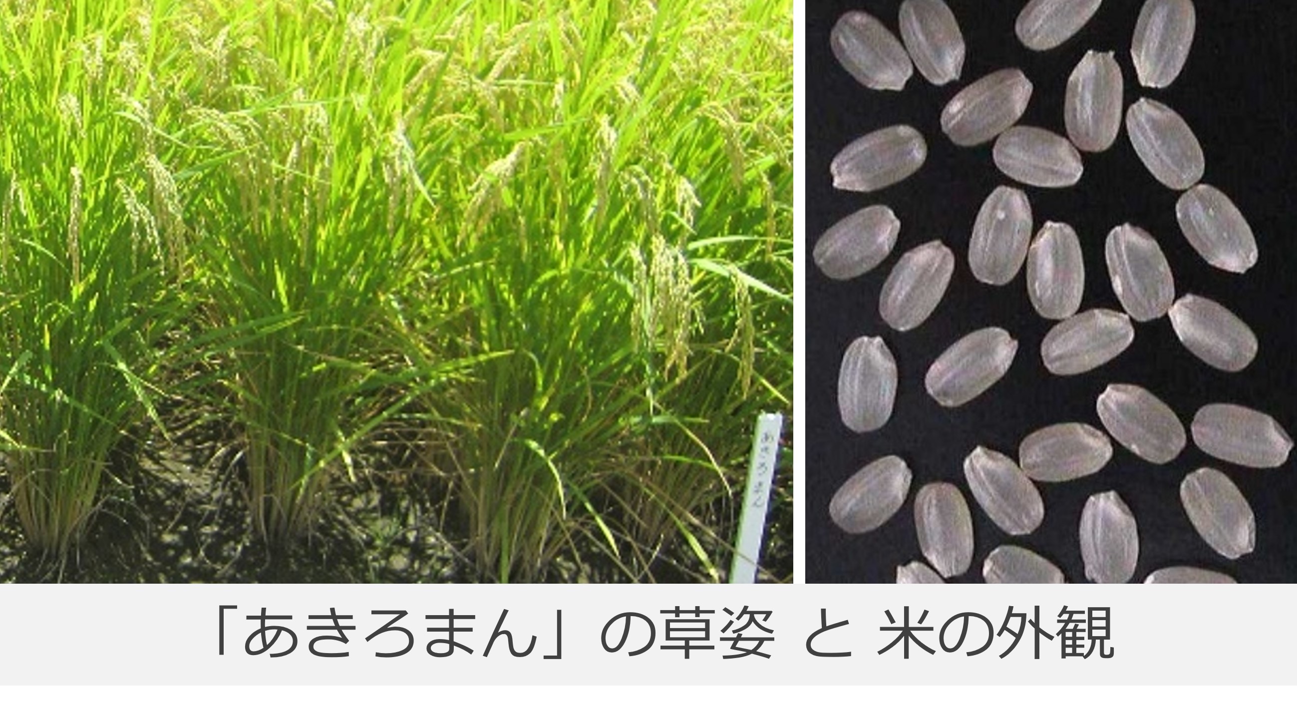 あきろまんの写真