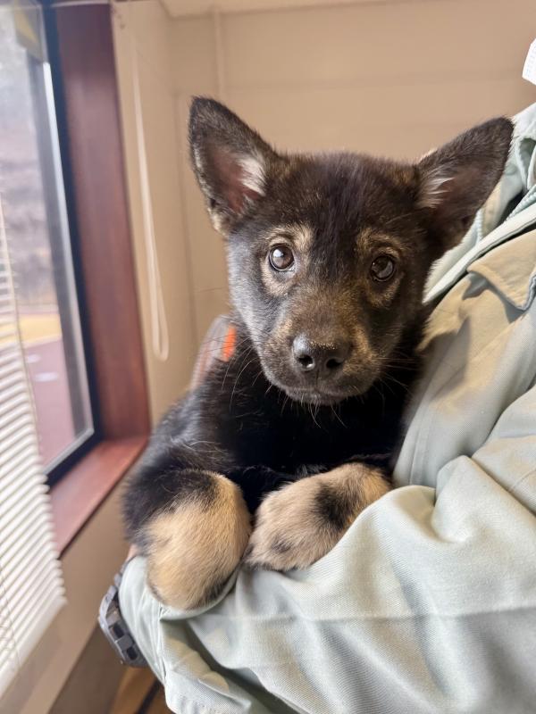 譲渡子犬５７番