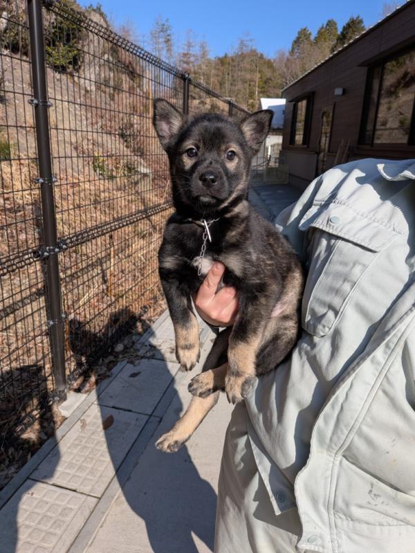 譲渡子犬８１番