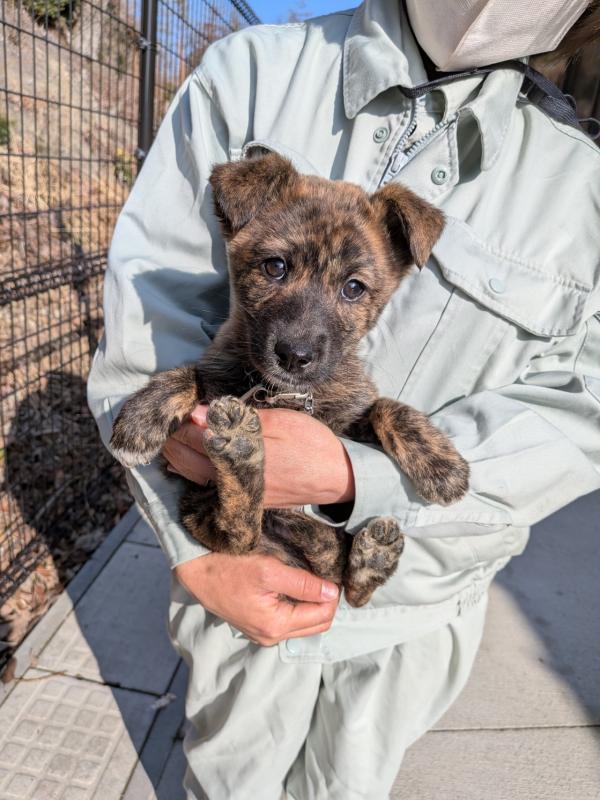 譲渡子犬８３番