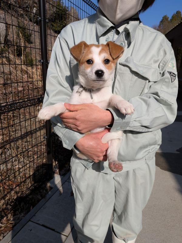 譲渡子犬８４番