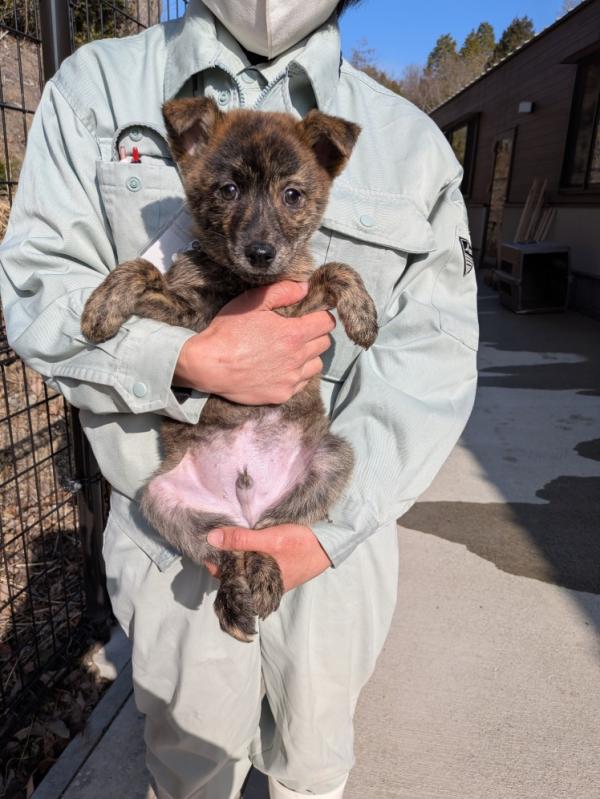 譲渡子犬８６番