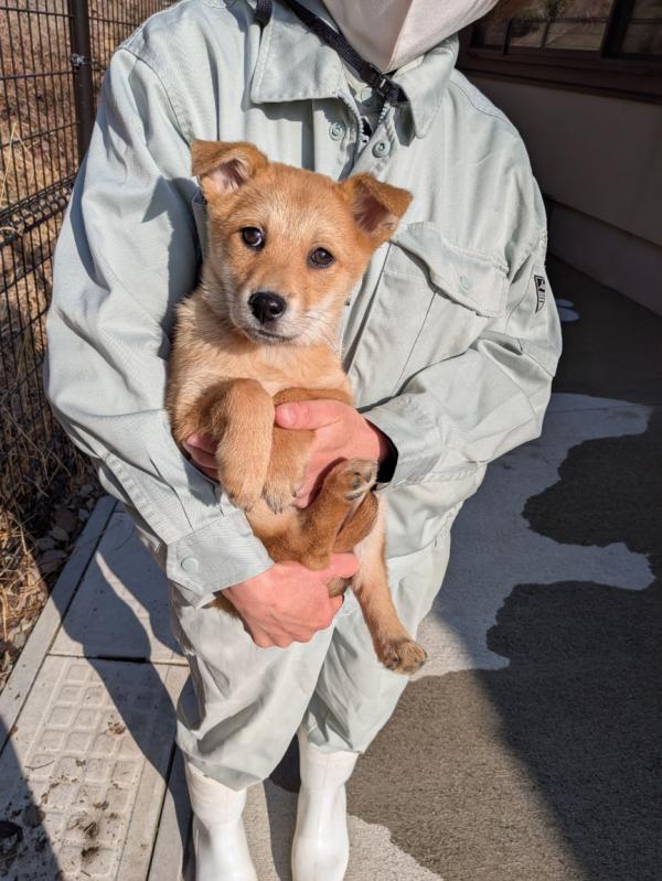 譲渡子犬８８番