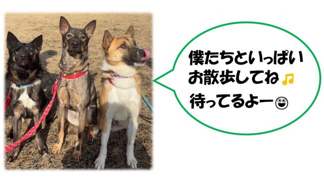 モデル犬3頭