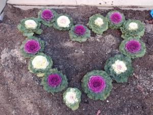 葉牡丹とのコラボレーション