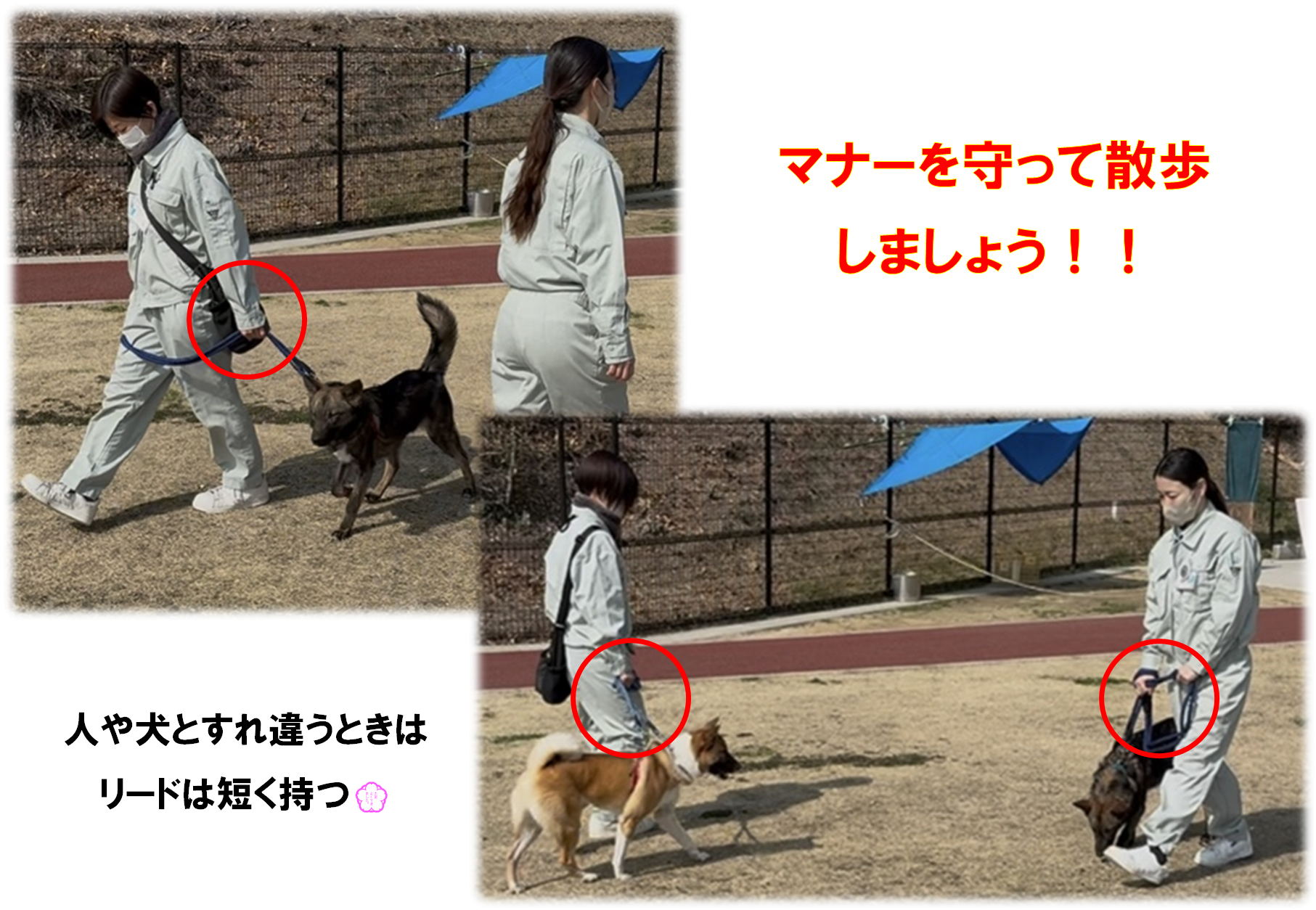 リードのマナー１