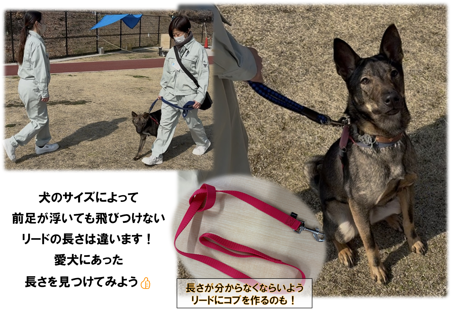 リードのマナー１