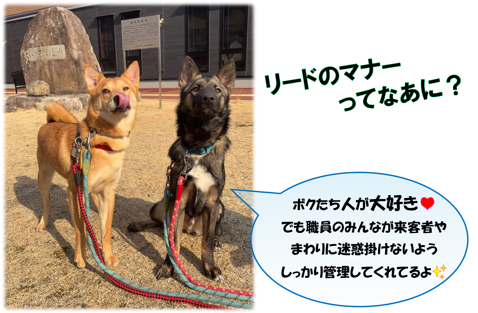 リードのマナー