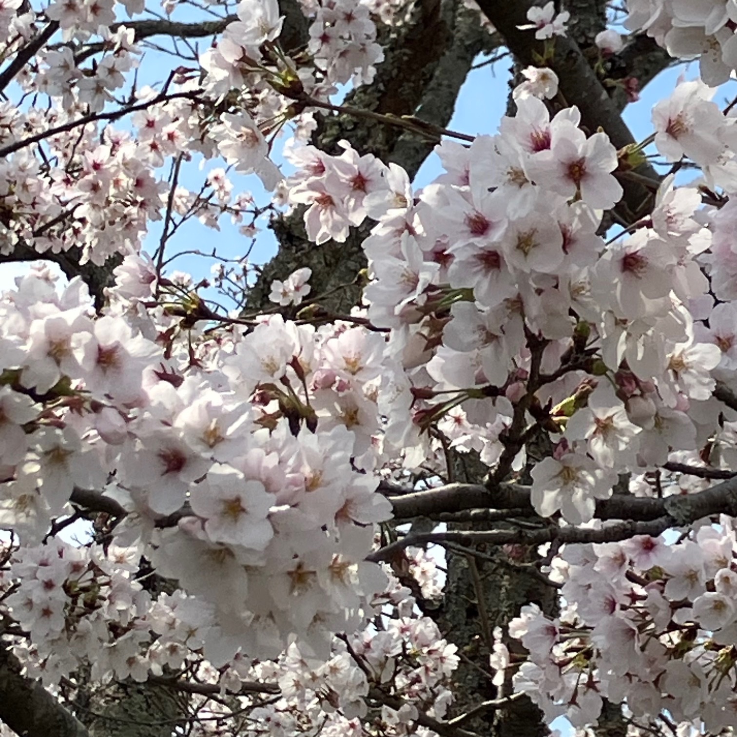 2026年の桜の写真