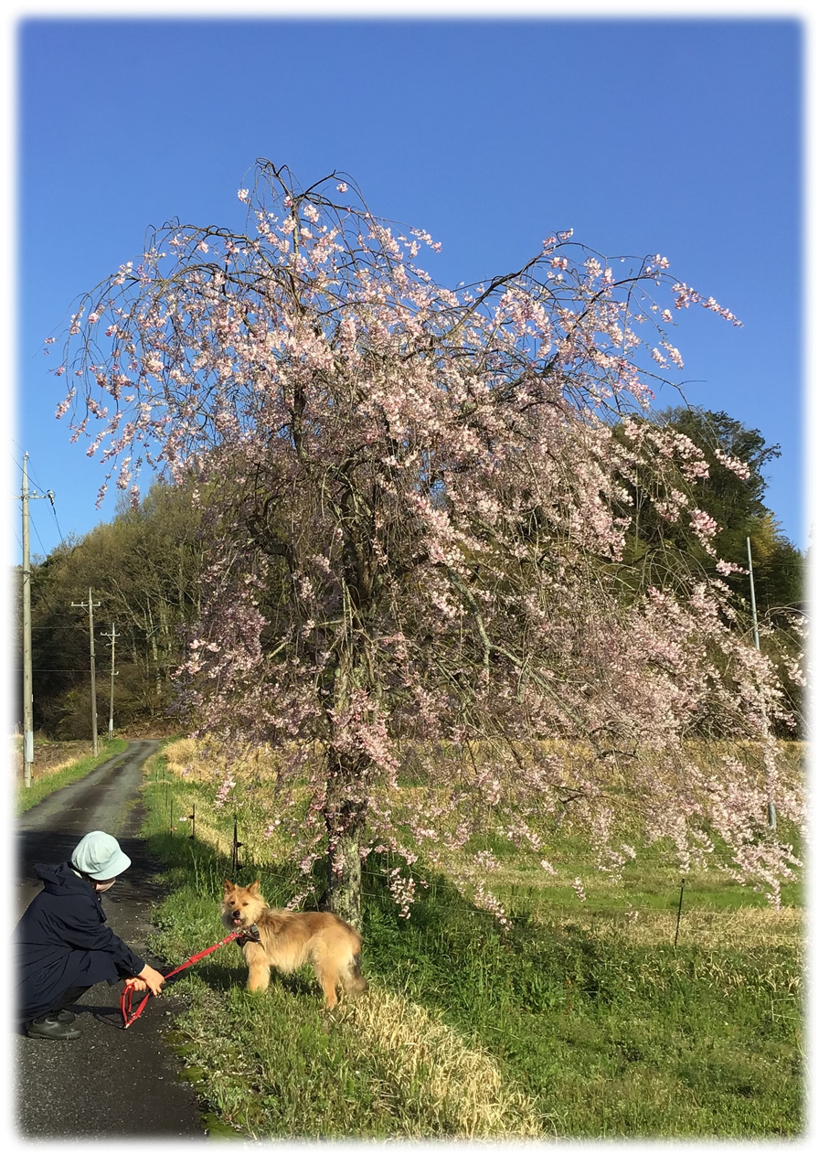 テリ桜の下で