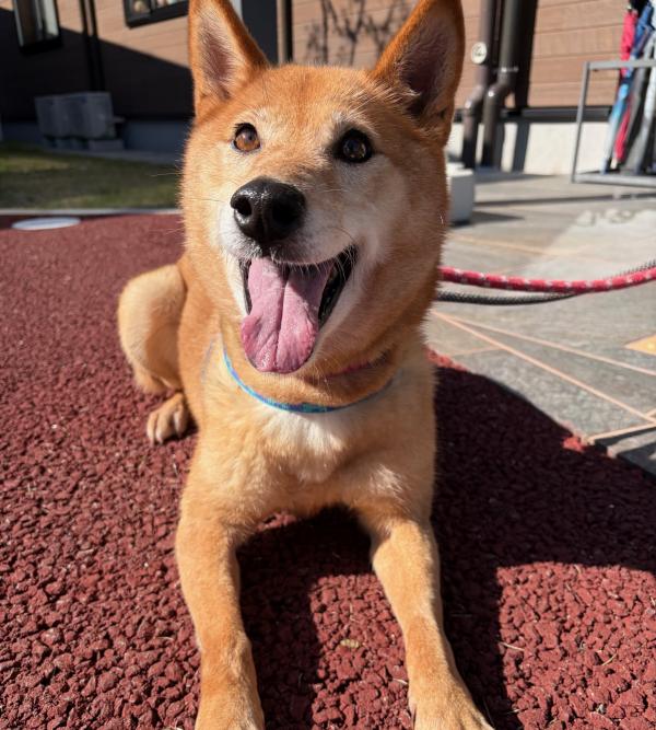 さら