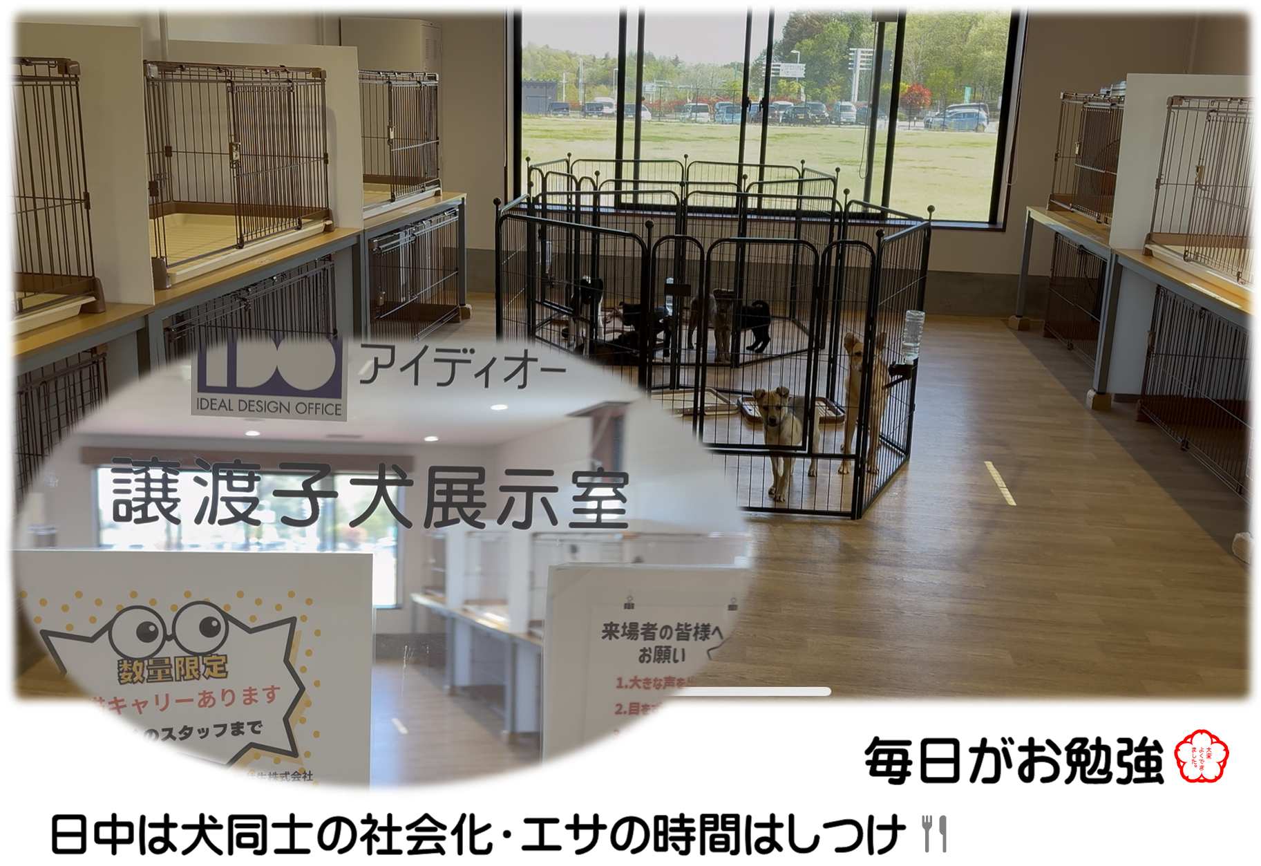 子犬展示室