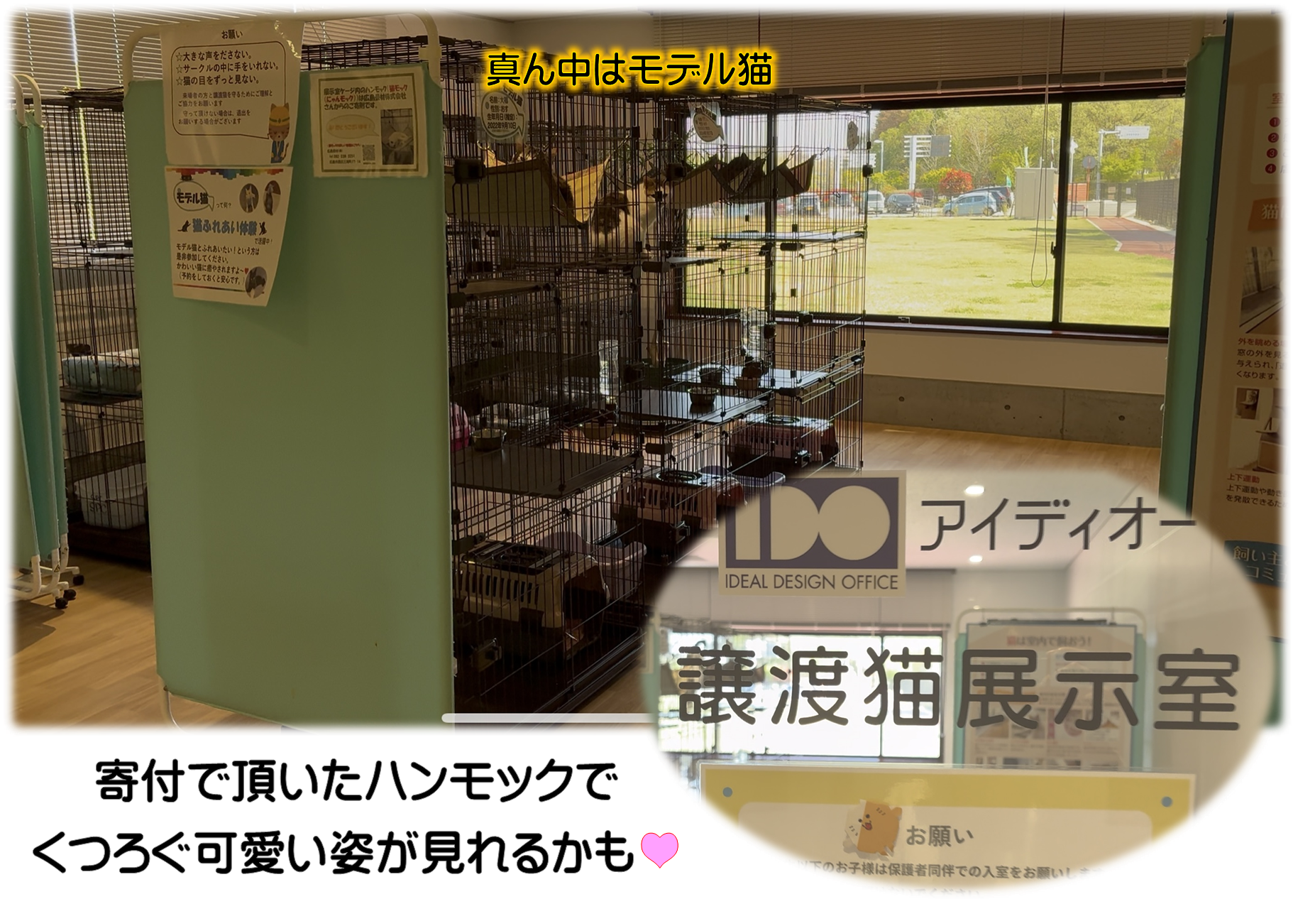 猫展示室