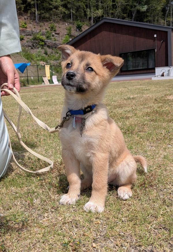 譲渡子犬36番