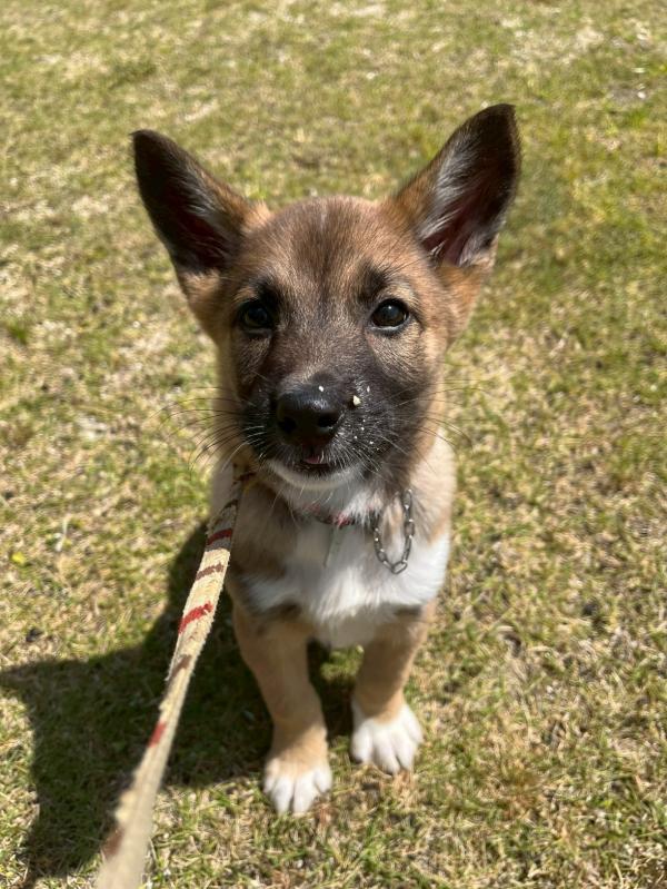譲渡子犬37番