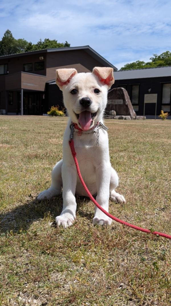 譲渡子犬44番