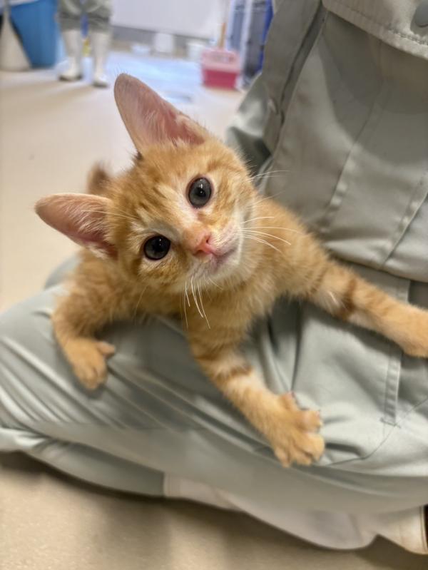 譲渡猫２