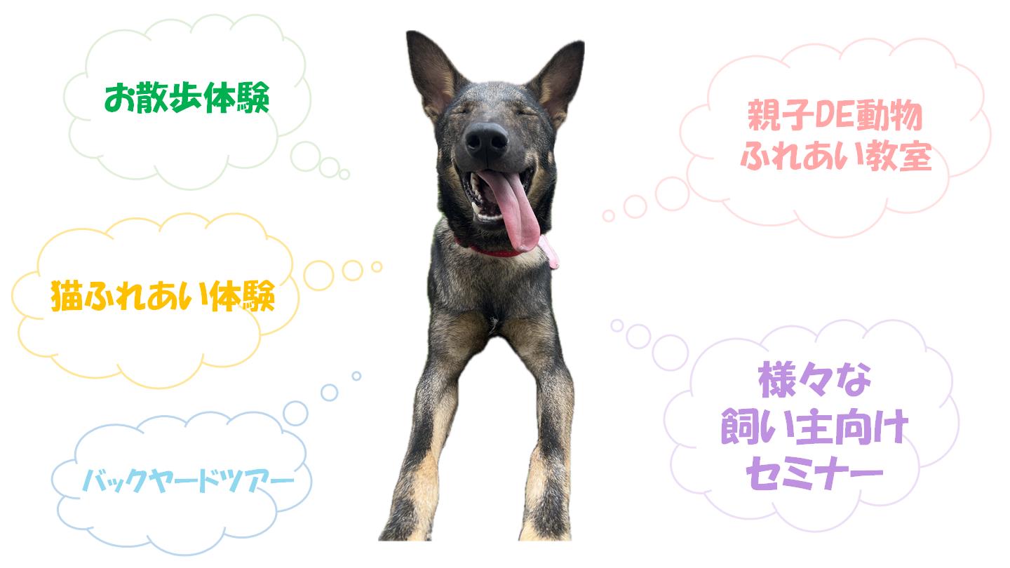 お散歩体験
