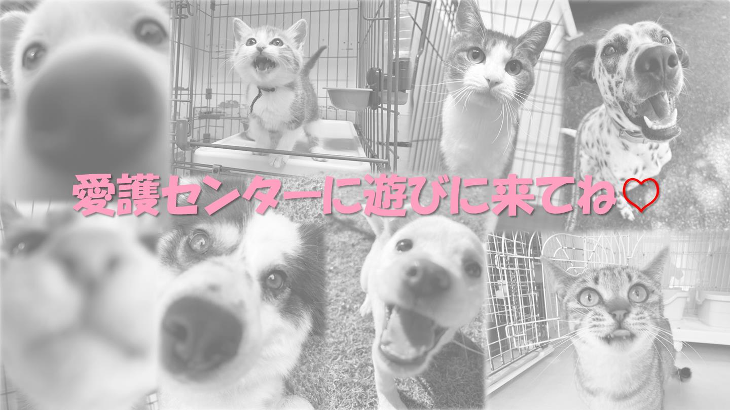 お散歩体験５