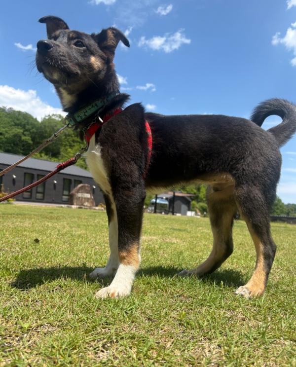 譲渡用子犬