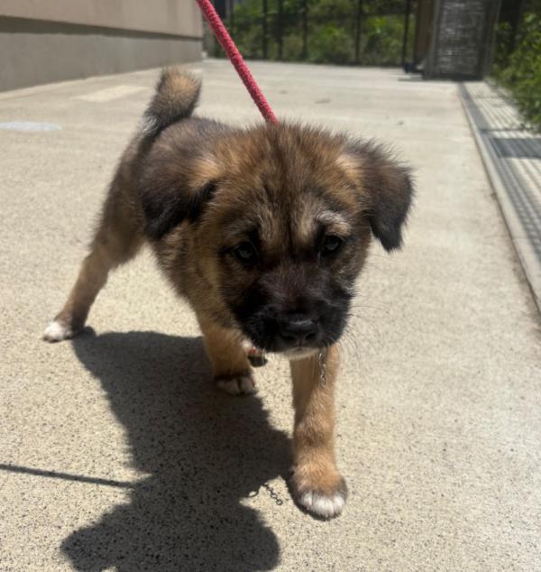 譲渡用子犬