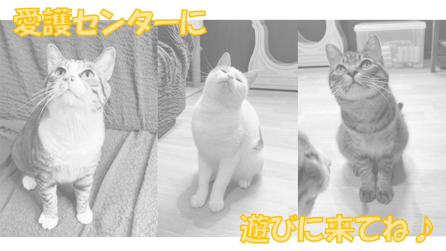 知育合b具4