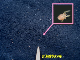 黒布見取り法で採集したタテツツガムシの幼虫の写真