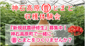 丸豊とまと収穫体験会