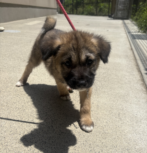 譲渡犬50