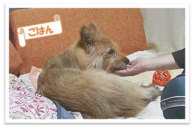 飼い主さんの手からご飯をもらうテリ