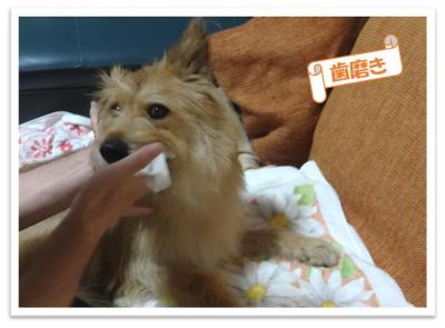 歯磨きをしているテリ