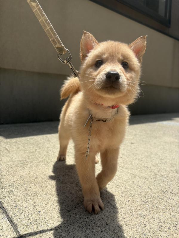 譲渡子犬61番