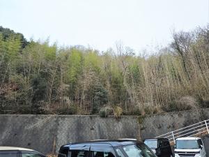 安全確保のため枯れた竹林の伐採整備前(北広島町)