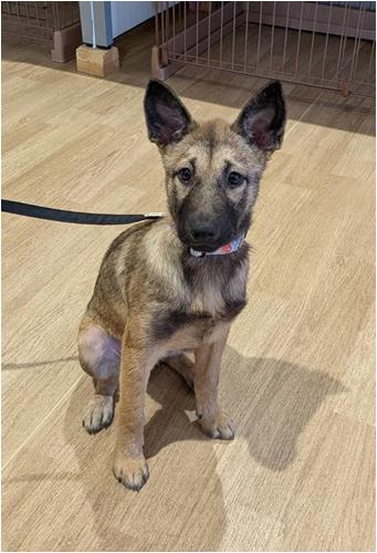 譲渡子犬５３番