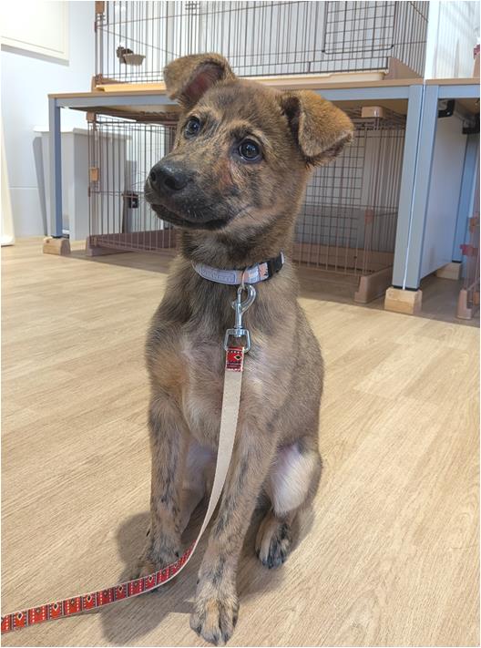 譲渡子犬５６番