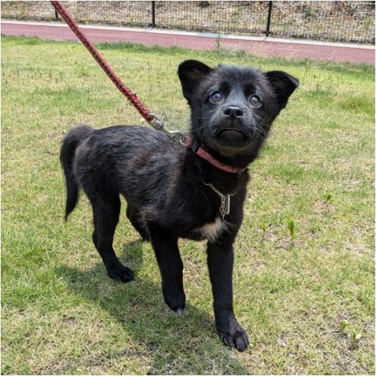 譲渡子犬63番