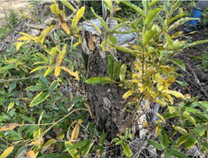 アベマキの萌芽更新を確認