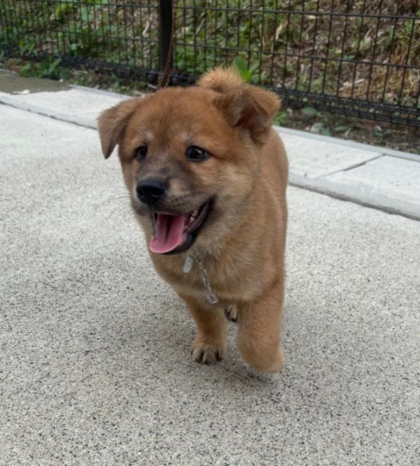 譲渡用犬