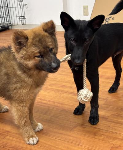 譲渡犬1