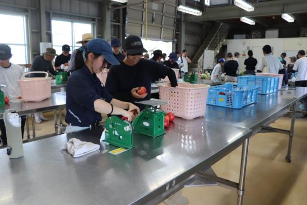 トマトの調製作業