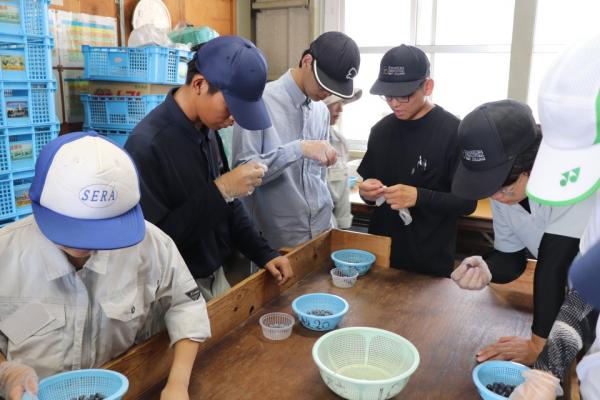 ブルーベリーの調製作業
