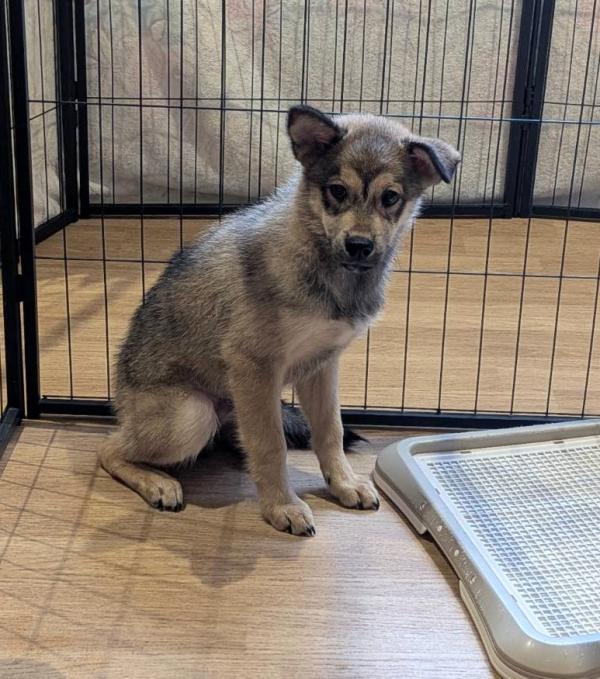 譲渡子犬58番