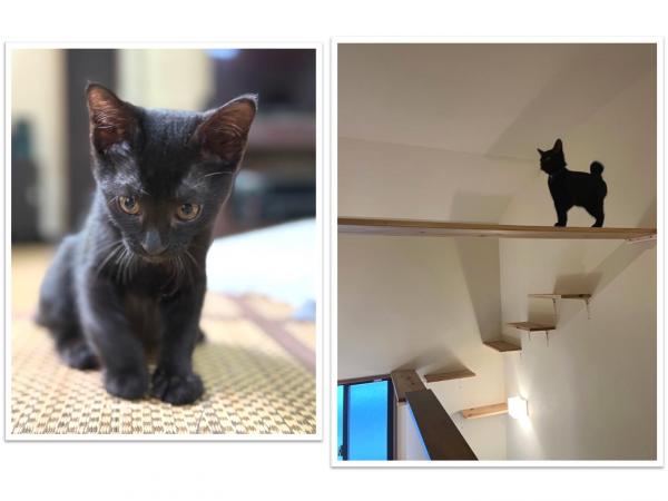 黒猫1